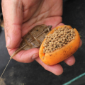 Zestaw Drennan In-Line Flat Method Feeder Small 25g_SUM-Radzymin_03.png