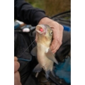 Sonubaits Spikeum Wafters Fluoro 8mm_SUM-Radzymin_05.jpeg